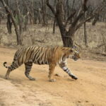 Ranthambore National Park: Safari Ticket with Pickup Option - The Practicalities of Booking and Visiting