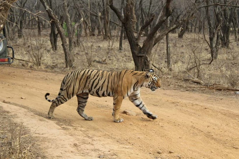Ranthambore National Park: Safari Ticket with Pickup Option - The Practicalities of Booking and Visiting