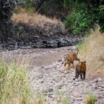 Ranthambore Safari Booking-Sharing Gypsy and Sharing Canter - Who Should Consider This Safari?