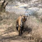 Ranthambore safari by Canter (20 seater) 24 hrs advance - Practicalities and Important Tips