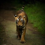 Ranthambore safari by Canter ( 20 seater bus) - The Value of the Ranthambore Canter Safari