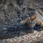 Ranthambore: Shared Tiger Safari in Canter or Gypsy - A Deep Dive into the Ranthambore Tiger Safari Experience