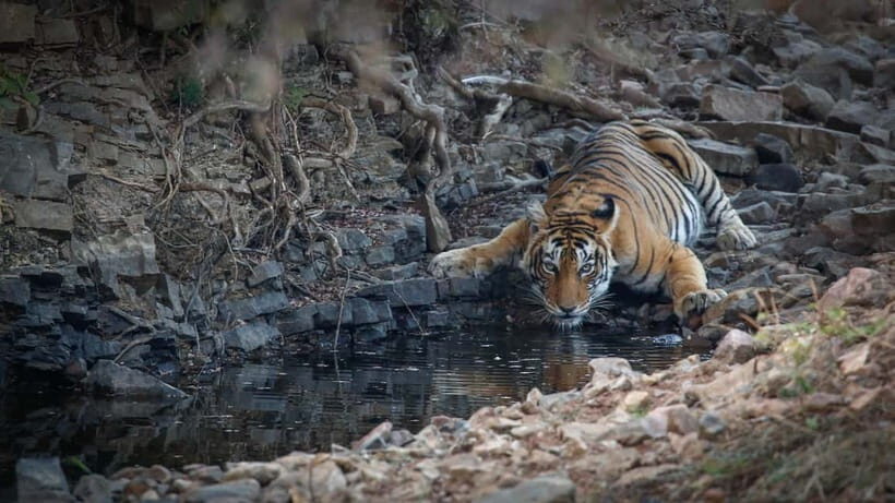 Ranthambore: Shared Tiger Safari in Canter or Gypsy - A Deep Dive into the Ranthambore Tiger Safari Experience