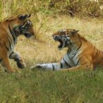 Ranthambore: Skip-the-Line Tiger Safari in Sharing Canter - The Sum Up: Is This Tour Worth It?