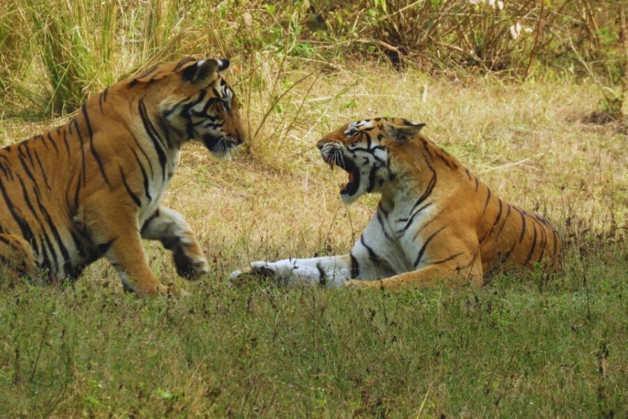 Ranthambore: Skip-the-Line Tiger Safari in Sharing Canter - The Sum Up: Is This Tour Worth It?