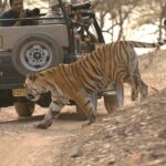 Ranthambore tiger reserve day trip from Jaipur All Inclusive - Who Will Love This Tour?