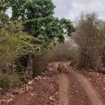 Ranthambore Tiger Safari Day Trip from Jaipur -All Inclusive - The Safari Experience