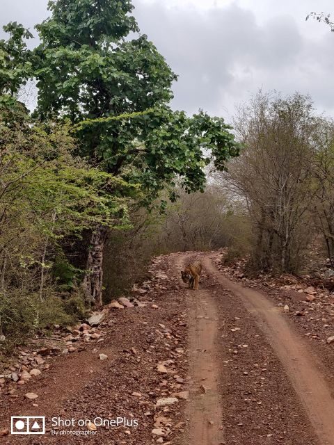 Ranthambore Tiger Safari Day Trip from Jaipur -All Inclusive - The Safari Experience