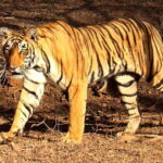Ranthambore Tiger Safari Day Trip with Fort Tour & Lunch - Final Thoughts: Is This Tour Right for You?