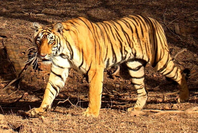 Ranthambore Tiger Safari Day Trip with Fort Tour & Lunch - Final Thoughts: Is This Tour Right for You?