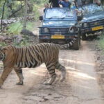 Ranthambore Tiger Safari Private Same Day Trip from Jaipur - The Logistics and Whats Included