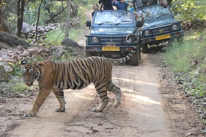 Ranthambore Tiger Safari Private Same Day Trip from Jaipur - The Logistics and Whats Included