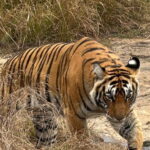 Ranthambore: Tiger Safari Tour - An In-Depth Look at the Ranthambore Tiger Safari