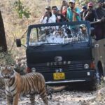 Ranthambore : Tiger Safari Tour in Canter - An In-Depth Look at the Ranthambore Tiger Safari