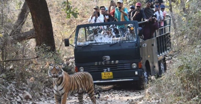 Ranthambore : Tiger Safari Tour in Canter - An In-Depth Look at the Ranthambore Tiger Safari