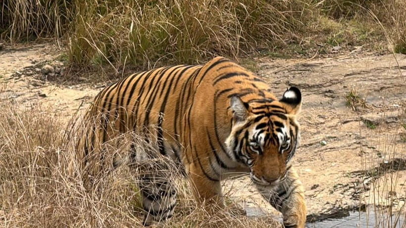 Ranthambore: Tiger Safari Tour - An In-Depth Look at the Ranthambore Tiger Safari