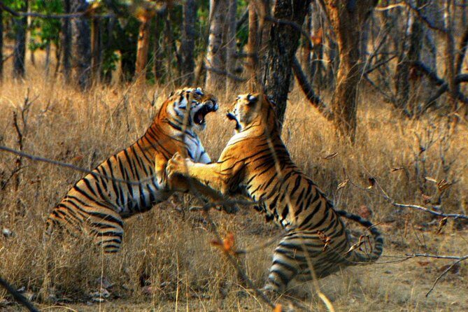 Ranthambore Wildlife Safari Tour From Jaipur Including Transfers - FAQ