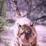Ranthambore Wildlife Safari with Tickets & Transfer Options - Final Thoughts: Is This the Right Tour for You?
