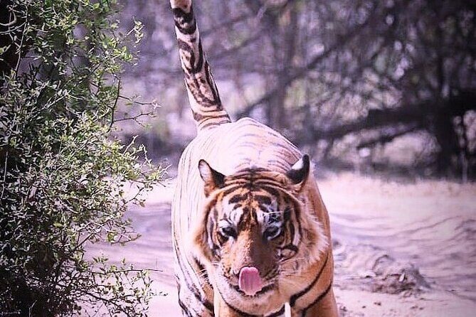 Ranthambore Wildlife Safari with Tickets & Transfer Options - Final Thoughts: Is This the Right Tour for You?