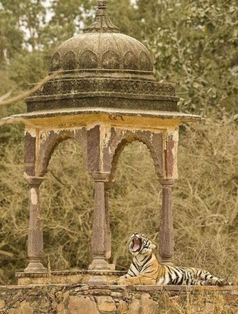Ranthambore WildLife (tiger safari)Full Day Tour From Jaipur - An In-Depth Look at Ranthambore Full-Day Safari