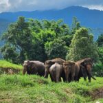 Rantong elephant sanctuary Chiangmai - Who Is This Tour Best For?
