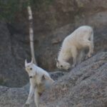 Rapid City: Black Hills Parks, Monuments & Mount Rushmore - Why This Tour Stands Out