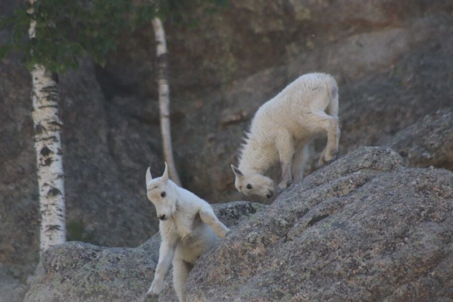 Rapid City: Black Hills Parks, Monuments & Mount Rushmore