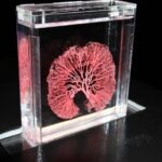 Real Bodies at Horseshoe Las Vegas - The Sum Up