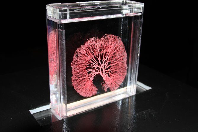 Real Bodies at Horseshoe Las Vegas - The Sum Up