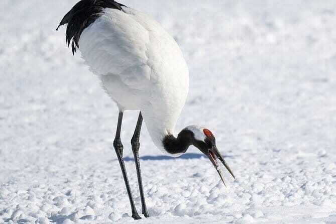 Red Crowned Crane and Wildlife Watching - Who Would Love This Tour?