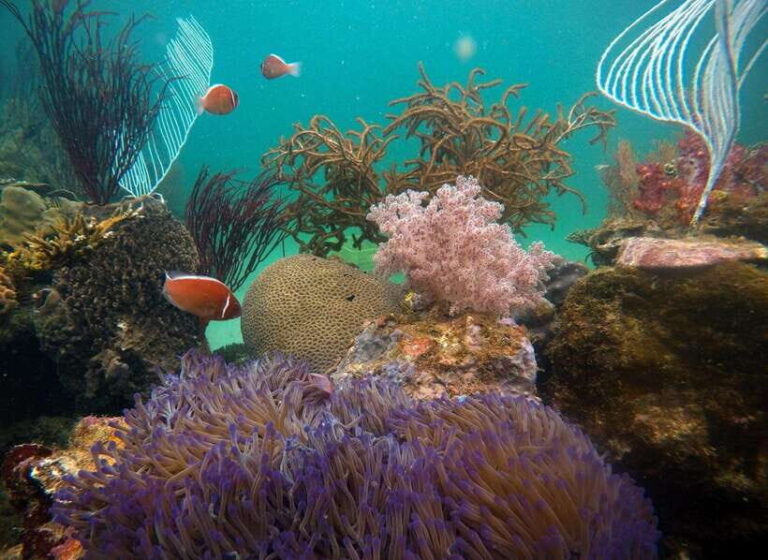 Red River Tours - Sea Walking Experience in Phu Quoc - Detailed Breakdown of the Tour Experience