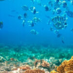 RedRiverTour-Discovery 3 Islets, Snorkeling &Fishing By Boat - Why This Tour Works for You