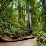 Redwood Retreat: Tour to Muir Woods from San Francisco - FAQ