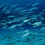 Refresher scuba diving trip, 3 dives at Racha Noi and Racha Yai - Analyzing the Value