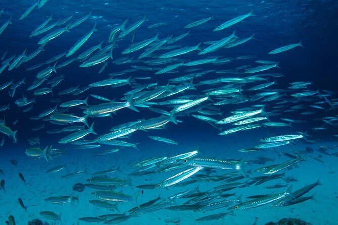 Refresher scuba diving trip, 3 dives at Racha Noi and Racha Yai - Analyzing the Value