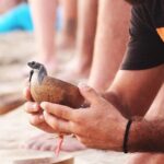 Release of Sea Turtles at Sunset - Key Points