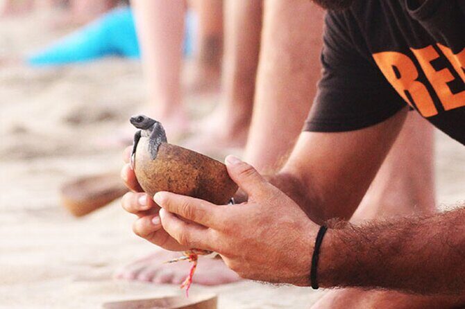 Release of Sea Turtles at Sunset - Key Points