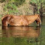 Rent a Paddle Board And Float the Lower Salt River - In The Sum Up: Who Should Consider This Experience?