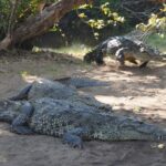 Reptile Eco Tour in Oaxacas Coastal Communities - Final Thoughts: Is This Tour for You?
