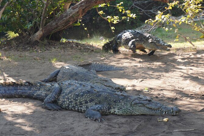 Reptile Eco Tour in Oaxacas Coastal Communities - Final Thoughts: Is This Tour for You?