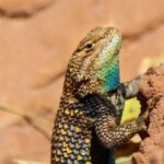 Reptile Hunting in The Sonoran Desert - Final Thoughts: Is It Worth It?