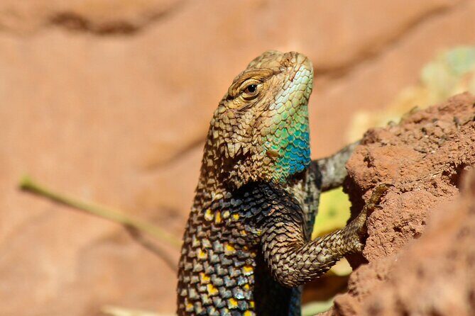 Reptile Hunting in The Sonoran Desert - Final Thoughts: Is It Worth It?