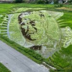 Rice Paddy Art Half day tour in Aomori - In-Depth Review of the Rice Paddy Art Half Day Tour in Aomori