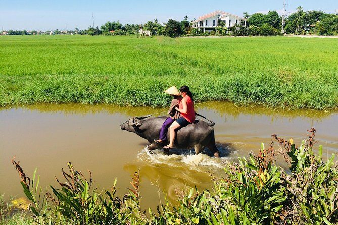 Riding Water Buffalo Hoi An Private Bike Tour - A Deep Dive into the Water Buffalo Bike Tour Experience