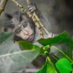 River Rafting Down the Ayung and Sacred Monkey Forest - Why It Offers Good Value