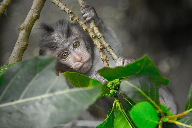 River Rafting Down the Ayung and Sacred Monkey Forest - Why It Offers Good Value