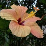 Road to Hana Full Day Tour with A Guide - Discovering Keanae Peninsula and Historic Sites