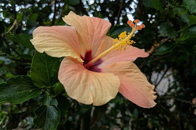 Road to Hana Full Day Tour with A Guide - Discovering Keanae Peninsula and Historic Sites