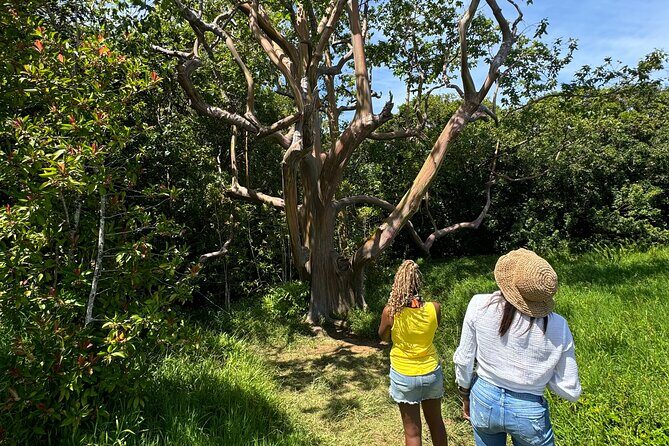 Road to Hana Maui Tours - Who This Tour Is Best For