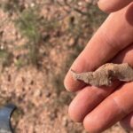 Rockhounding in Bisbee - Final Thoughts
